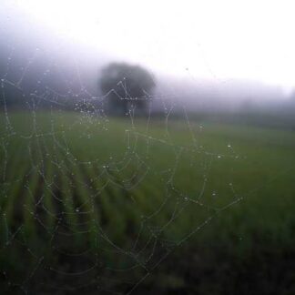 Indonesian Sumatra Lancero