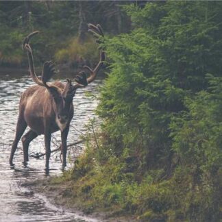 Connecticut Broadleaf Robusto