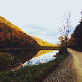 Southern Draw Rose of Sharon