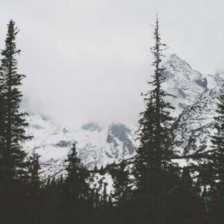 Partagas Serie D No.4